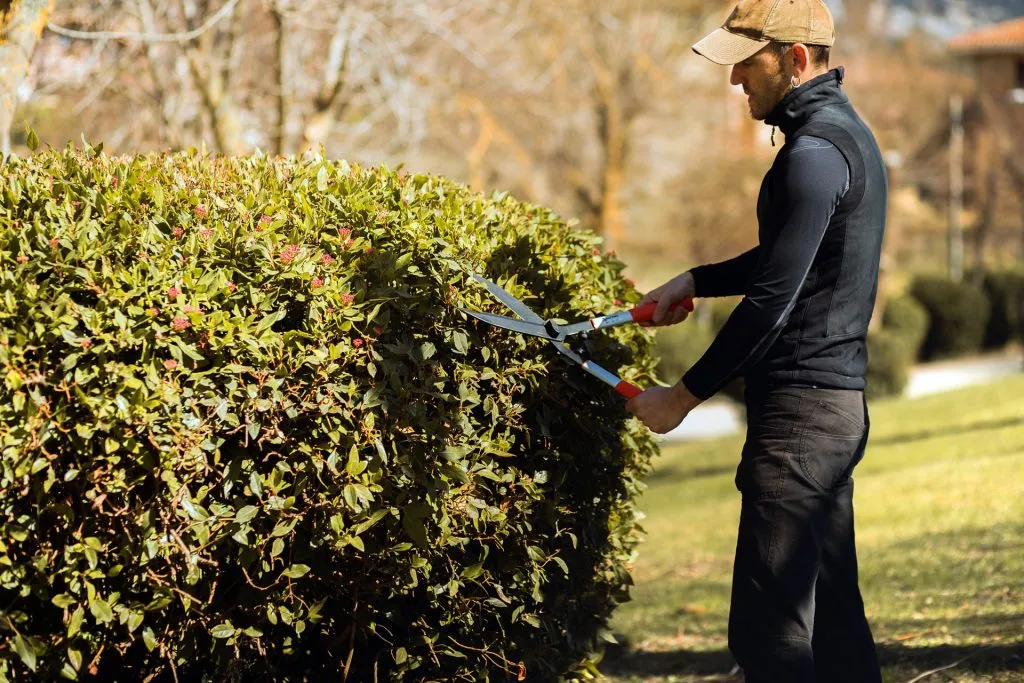 hedge trimming