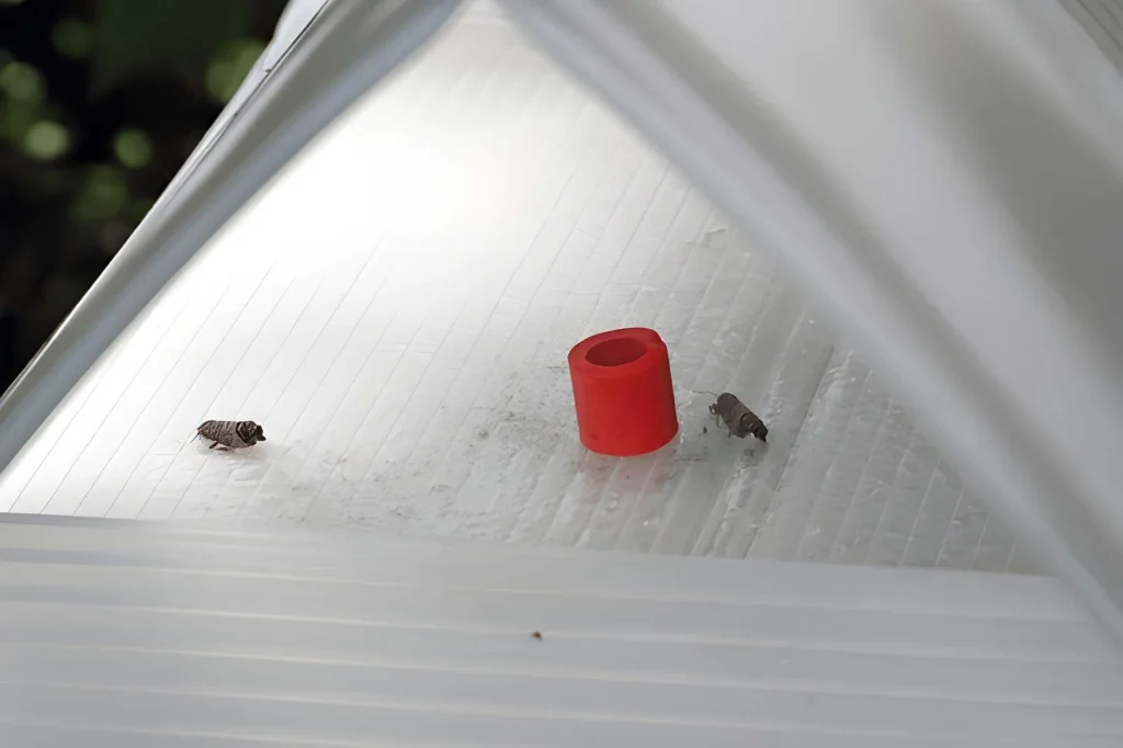 Decorative Spaces Easier to Inspect for Pests